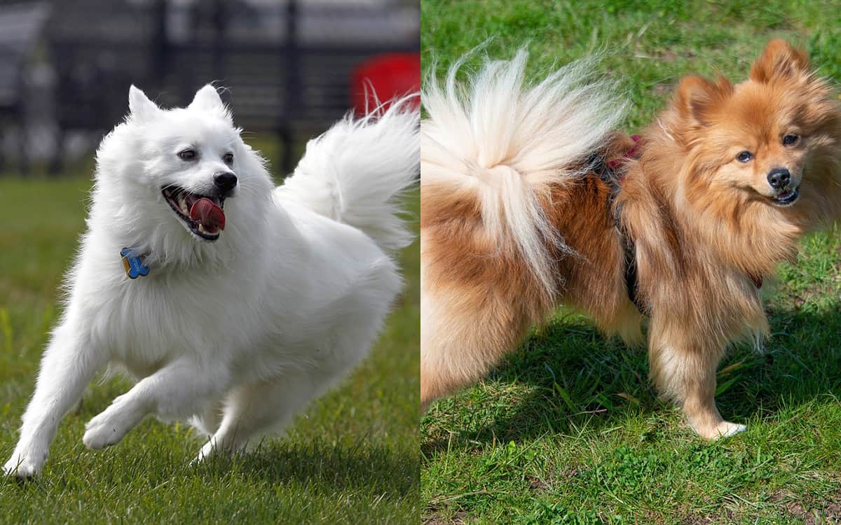 American Eskimo vs Pomeranian