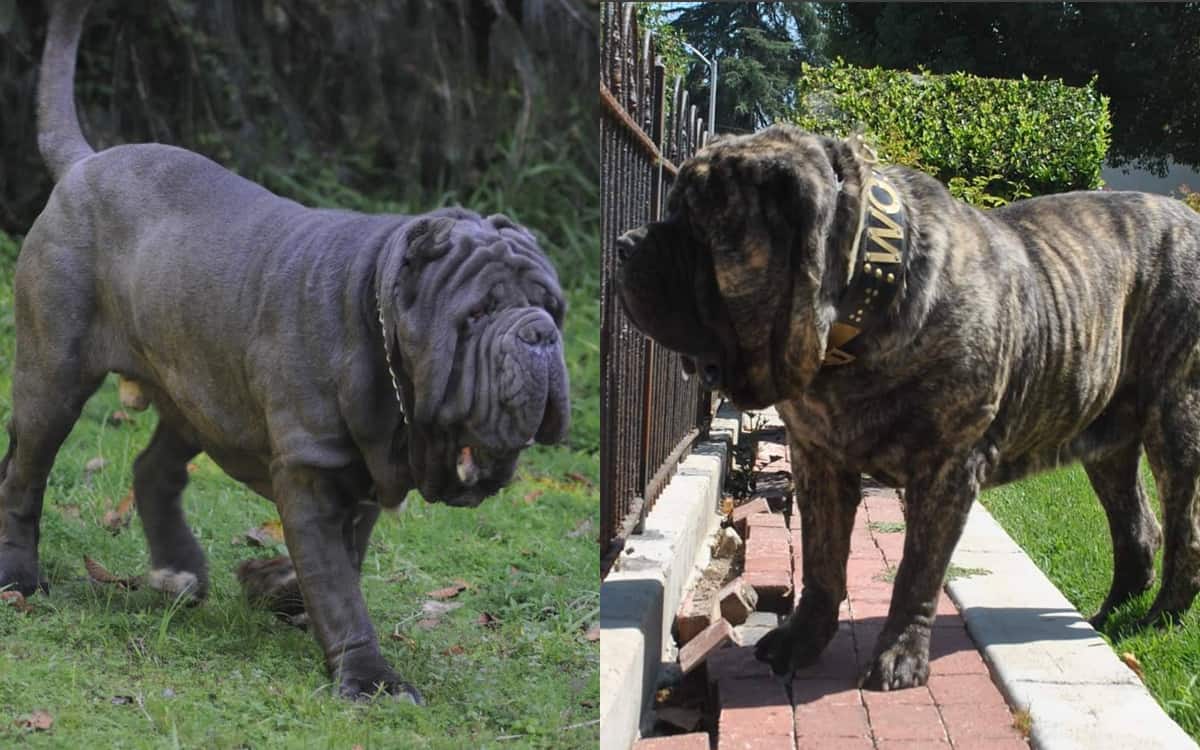 American Molossus vs Neapolitan Mastiff