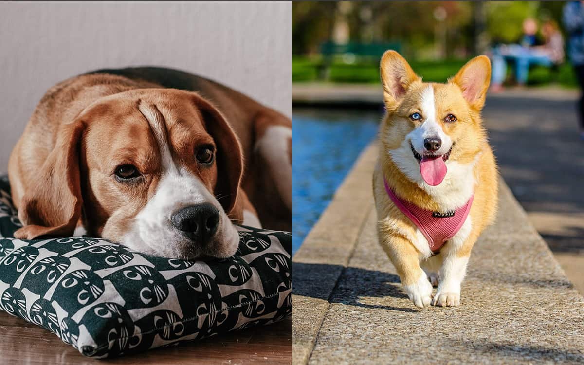 Beagle vs Corgi Dog Comparison