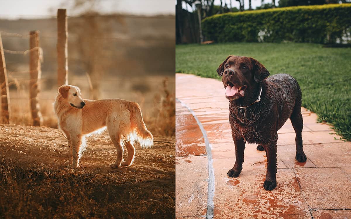 Golden Retriever vs Labrador side by side