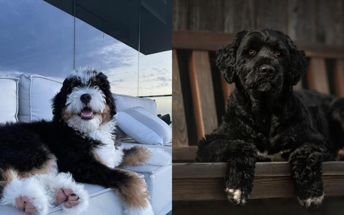 Portuguese Water Dog vs Bernedoodle Dog Comparison