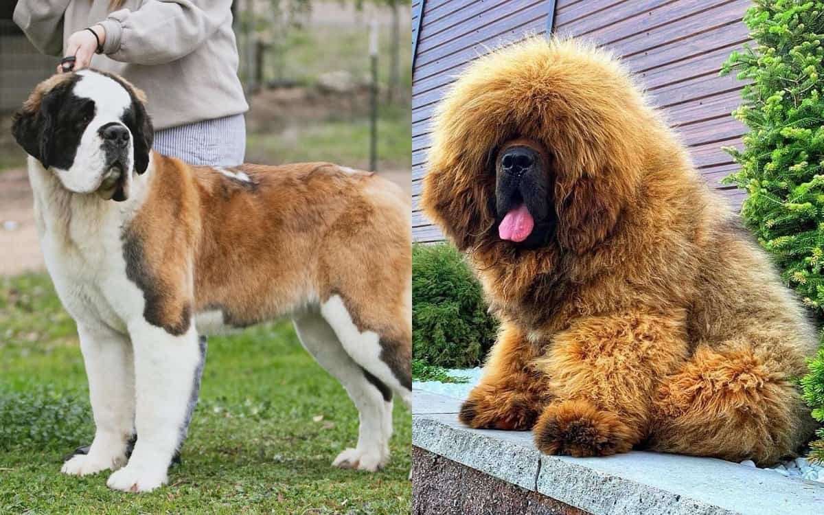 Saint Bernard vs Tibetan Mastiff Dog Breed Comparison